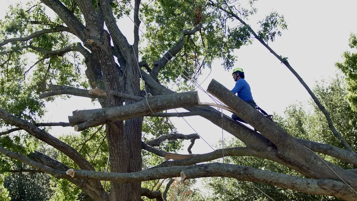 Professional Crown Thinning performed by certified arborists in Wells Bridge
