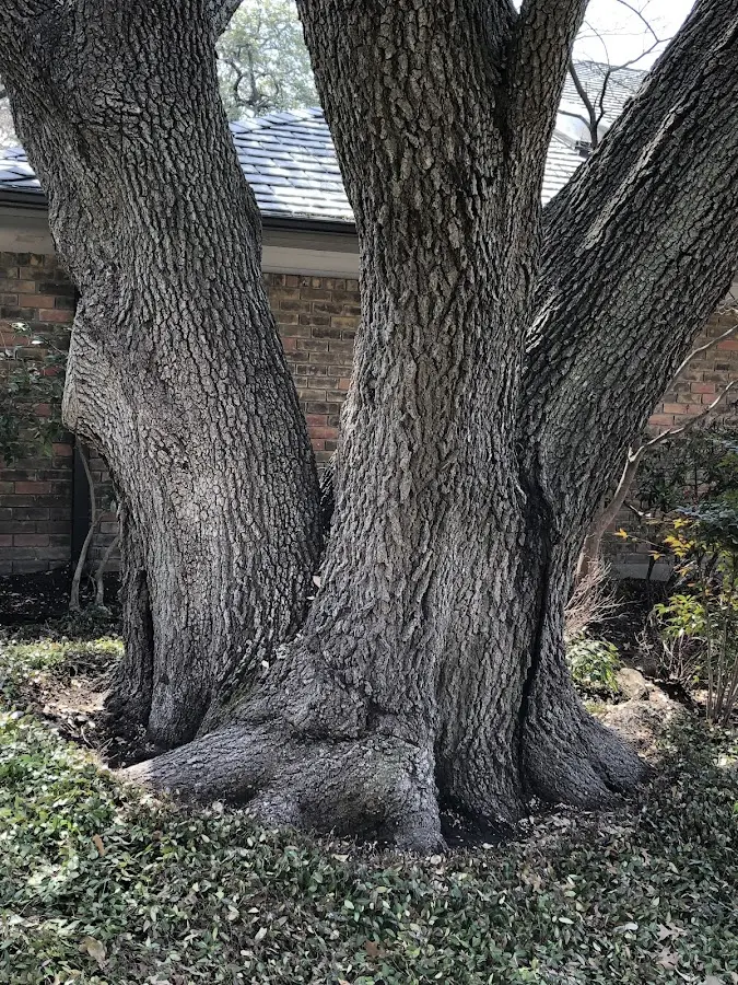 Mature heritage tree close to a Wells Bridge property cared for by certified arborists