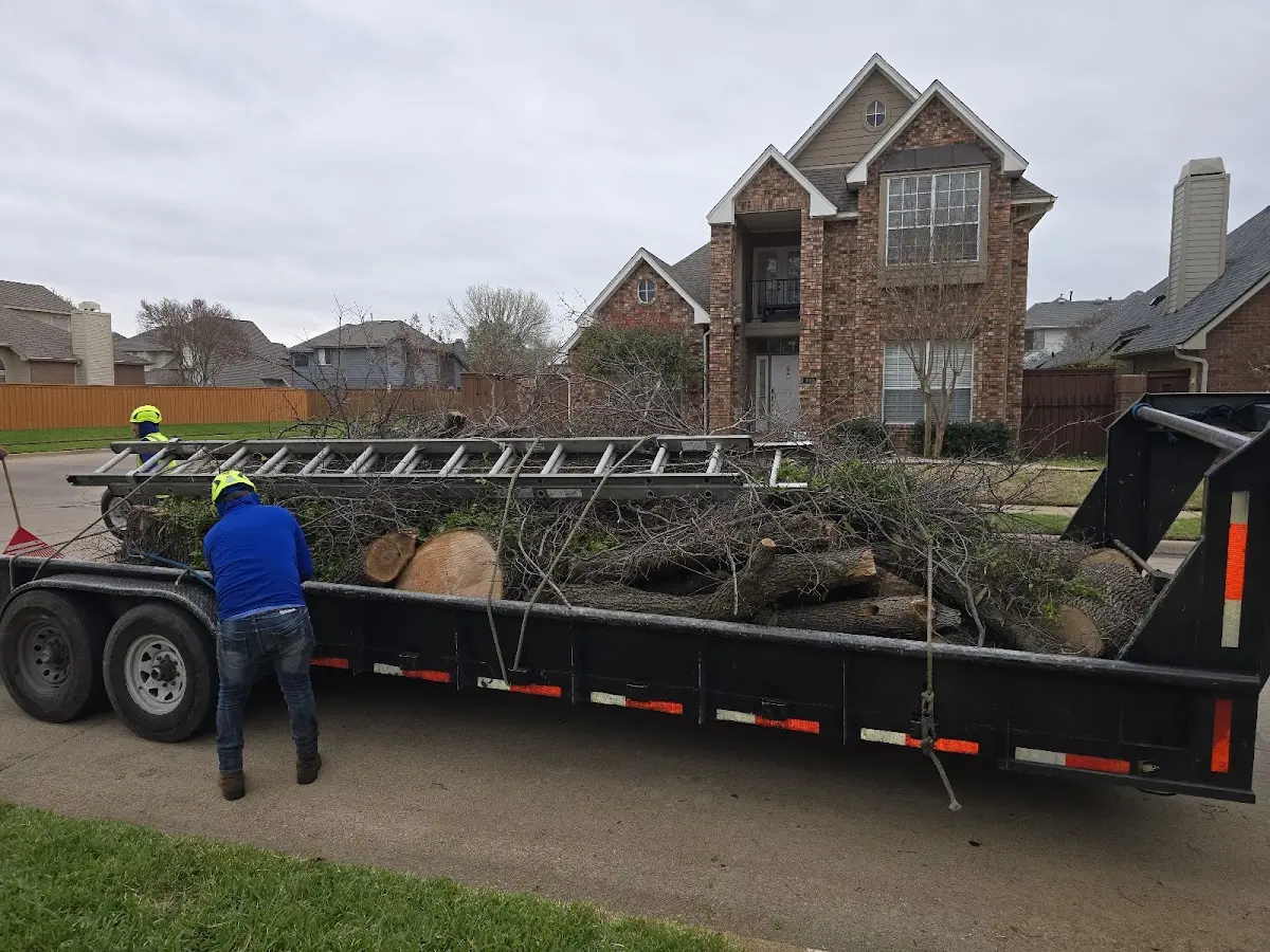 Expert Tree Pest Control with proper safety equipment in Wells Bridge